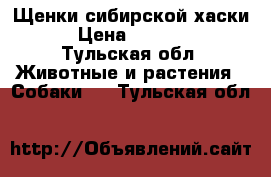 Щенки сибирской хаски  › Цена ­ 20 000 - Тульская обл. Животные и растения » Собаки   . Тульская обл.